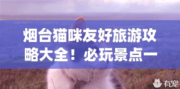 烟台猫咪友好旅游攻略大全!必玩景点一网打尽!