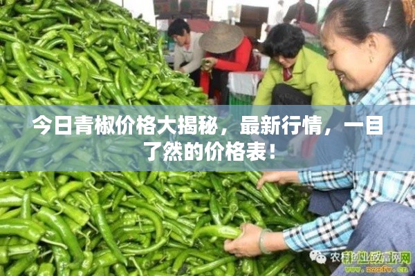 今日青椒价格大揭秘,最新行情,一目了然的价格表!