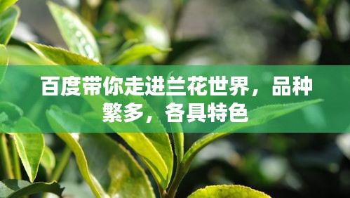 百度带你走进兰花世界,品种繁多,各具特色