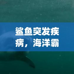 鲨鱼突发疾病,海洋霸主健康告急