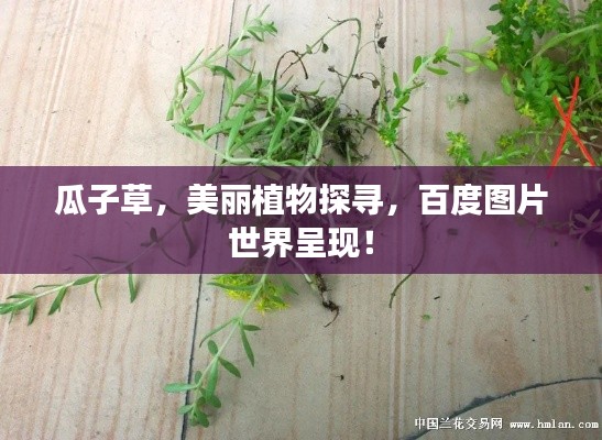 瓜子草,美丽植物探寻,百度图片世界呈现!