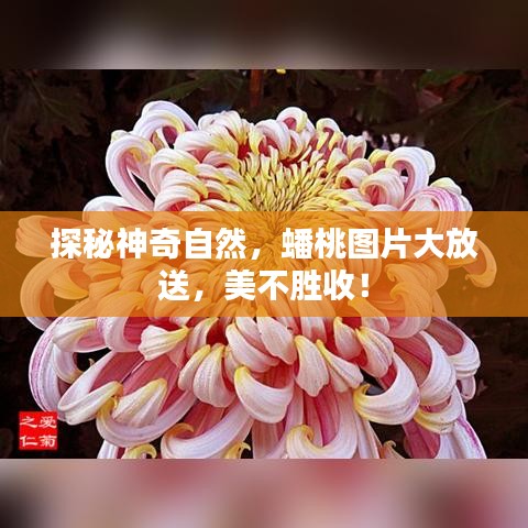 探秘神奇自然,蟠桃图片大放送,美不胜收!