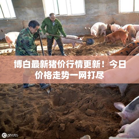博白最新猪价行情更新!今日价格走势一网打尽