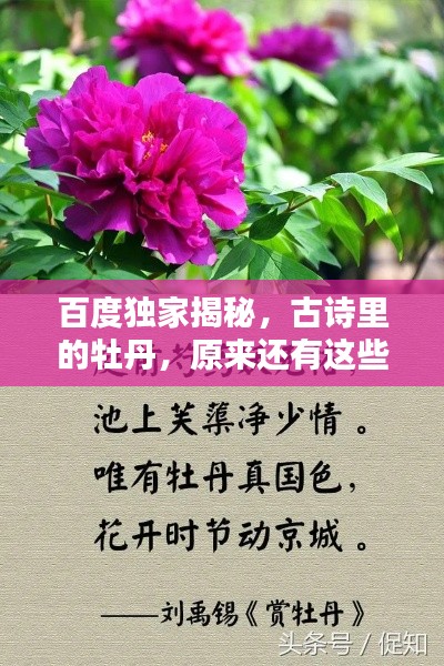 百度独家揭秘,古诗里的牡丹,原来还有这些别称!