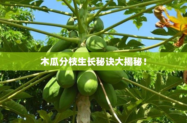 木瓜分枝生长秘诀大揭秘!