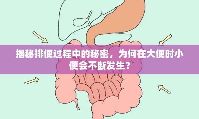 揭秘排便过程中的秘密,为何在大便时小便会不断发生?