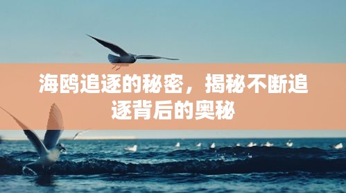 海鸥追逐的秘密,揭秘不断追逐背后的奥秘