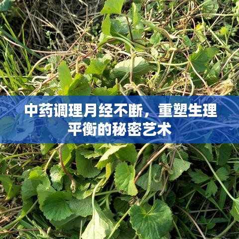 中药调理月经不断,重塑生理平衡的秘密艺术