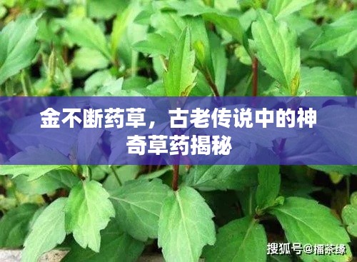 金不断药草,古老传说中的神奇草药揭秘