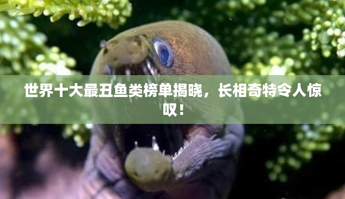 世界十大最丑鱼类榜单揭晓,长相奇特令人惊叹!