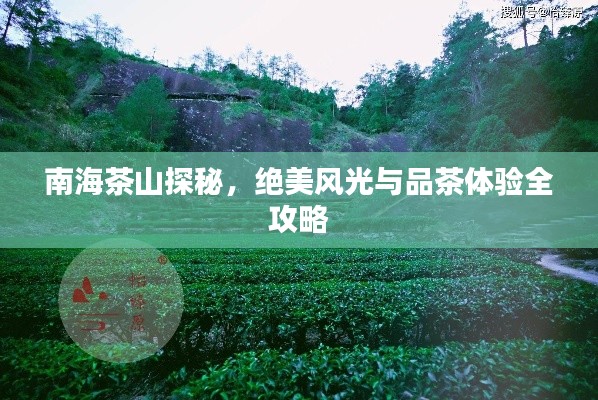 南海茶山探秘,绝美风光与品茶体验全攻略