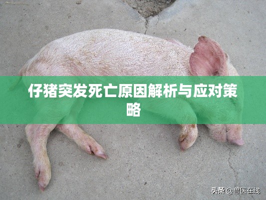 仔猪突发死亡原因解析与应对策略