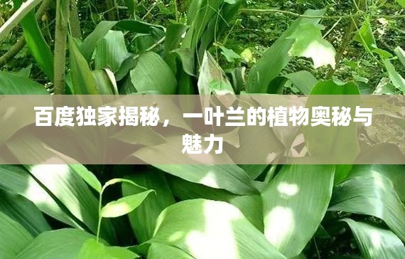 百度独家揭秘,一叶兰的植物奥秘与魅力