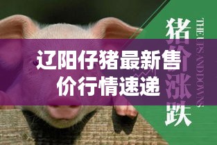 辽阳仔猪最新售价行情速递