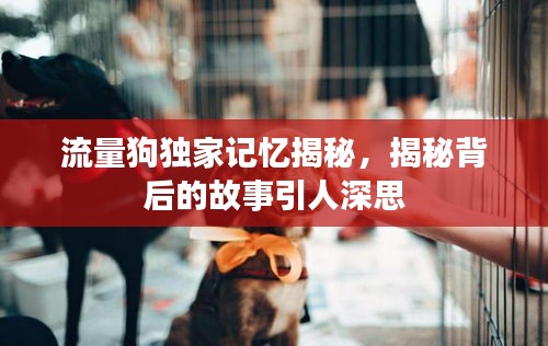 流量狗独家记忆揭秘,揭秘背后的故事引人深思