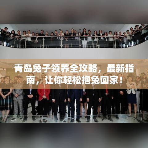 青岛兔子领养全攻略,最新指南,让你轻松抱兔回家!