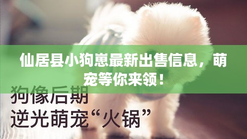 仙居县小狗崽最新出售信息,萌宠等你来领!