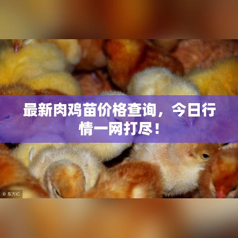 最新肉鸡苗价格查询,今日行情一网打尽!