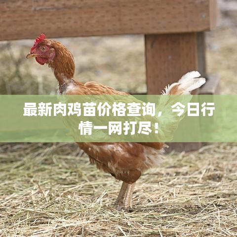 最新肉鸡苗价格查询,今日行情一网打尽!
