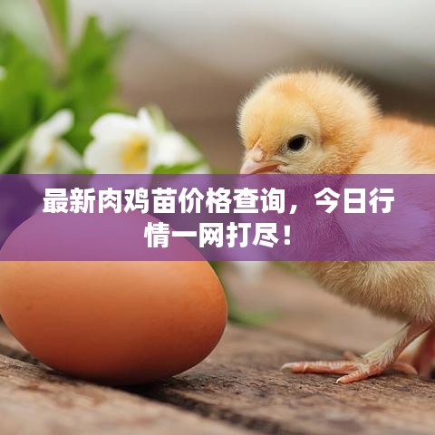 最新肉鸡苗价格查询,今日行情一网打尽!