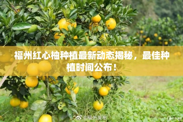 福州红心柚种植最新动态揭秘,最佳种植时间公布!