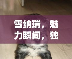 雪纳瑞,魅力瞬间,独特风采,不容错过!