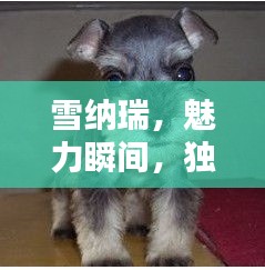 雪纳瑞,魅力瞬间,独特风采,不容错过!