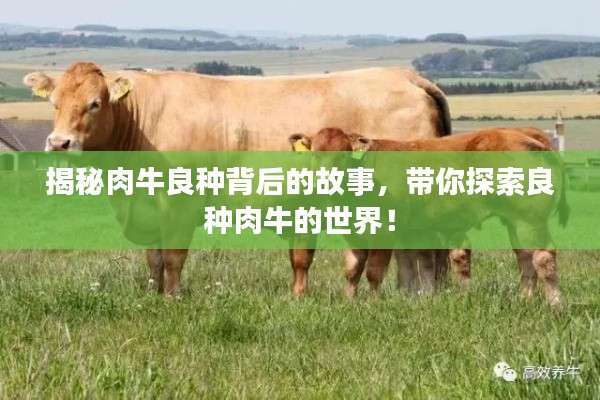 揭秘肉牛良种背后的故事,带你探索良种肉牛的世界!