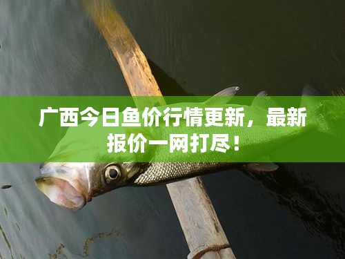 广西今日鱼价行情更新,最新报价一网打尽!