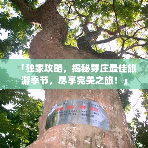 「独家攻略,揭秘芽庄最佳旅游季节,尽享完美之旅!」