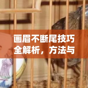 画眉不断尾技巧全解析,方法与注意事项一网打尽