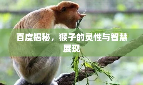百度揭秘,猴子的灵性与智慧展现