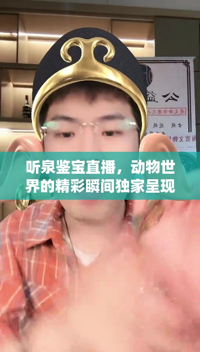 听泉鉴宝直播,动物世界的精彩瞬间独家呈现