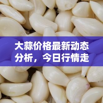 大蒜价格最新动态分析,今日行情走势一网打尽!
