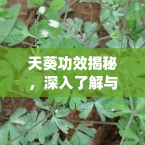 天葵功效揭秘,深入了解与全面探索