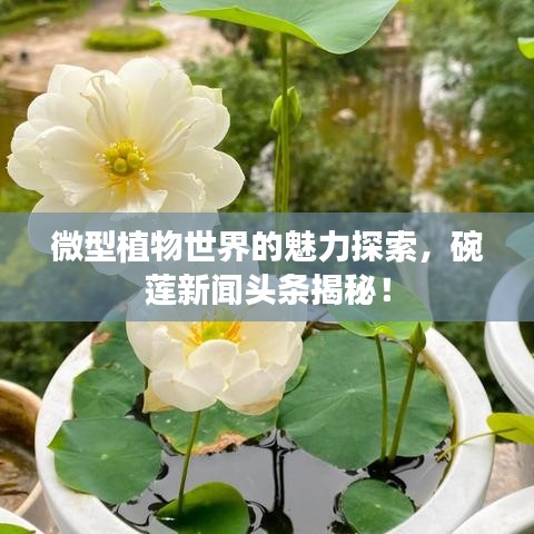 微型植物世界的魅力探索,碗莲新闻头条揭秘!