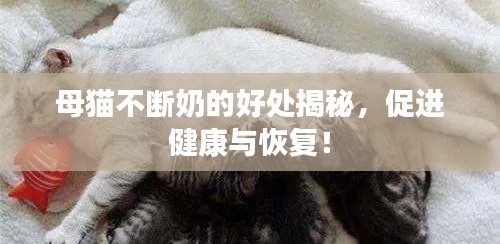 母猫不断奶的好处揭秘,促进健康与恢复!