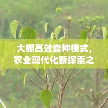 大棚高效套种模式,农业现代化新探索之路