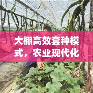 大棚高效套种模式,农业现代化新探索之路