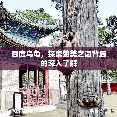 百度乌龟,探索赞美之词背后的深入了解