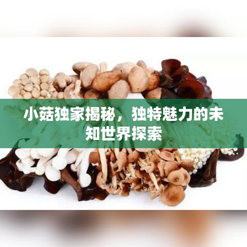 小菇独家揭秘,独特魅力的未知世界探索