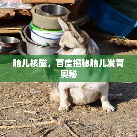 胎儿核磁,百度揭秘胎儿发育奥秘
