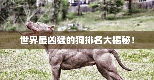世界最凶猛的狗排名大揭秘!