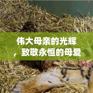 伟大母亲的光辉,致敬永恒的母爱专题教学