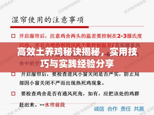 高效土养鸡秘诀揭秘,实用技巧与实践经验分享