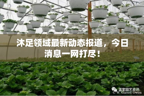 沐足领域最新动态报道,今日消息一网打尽!