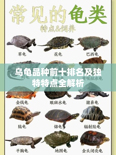 乌龟品种前十排名及独特特点全解析