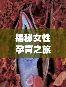 揭秘女性孕育之旅,从怀孕到诞生的奥秘探索