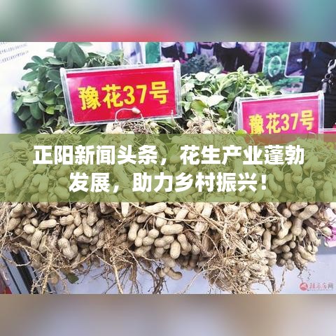 正阳新闻头条,花生产业蓬勃发展,助力乡村振兴!