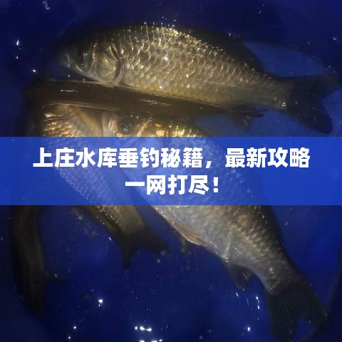 上庄水库垂钓秘籍,最新攻略一网打尽!